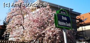 [P34] str Mahatmi 8, cea mai mare magnolie din Buc. » foto by Michi <span class="label label-default labelC_thin small">NEVOTABILĂ</span>