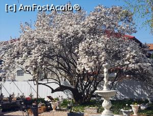 [P41] Prima magnolie adusă &icirc;n Rom&acirc;nia &icirc;n 1918 la C&acirc;mpina. &Icirc;nfloreşte şi astăzi » foto by Michi <span class="label label-default labelC_thin small">NEVOTABILĂ</span>