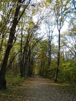 [P01] Prin Pădurea Băneasa. » foto by tata123 🔱
 - 
<span class="allrVoted glyphicon glyphicon-heart hidden" id="av1264380"></span>
<a class="m-l-10 hidden" id="sv1264380" onclick="voting_Foto_DelVot(,1264380,3511)" role="button">șterge vot <span class="glyphicon glyphicon-remove"></span></a>
<a id="v91264380" class=" c-red"  onclick="voting_Foto_SetVot(1264380)" role="button"><span class="glyphicon glyphicon-heart-empty"></span> <b>LIKE</b> = Votează poza</a> <img class="hidden"  id="f1264380W9" src="/imagini/loader.gif" border="0" /><span class="AjErrMes hidden" id="e1264380ErM"></span>
