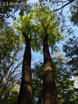 [P06] Toamna &icirc;n Pădurea Băneasa. » foto by tata123 🔱
 - 
<span class="allrVoted glyphicon glyphicon-heart hidden" id="av1264385"></span>
<a class="m-l-10 hidden" id="sv1264385" onclick="voting_Foto_DelVot(,1264385,3511)" role="button">șterge vot <span class="glyphicon glyphicon-remove"></span></a>
<a id="v91264385" class=" c-red"  onclick="voting_Foto_SetVot(1264385)" role="button"><span class="glyphicon glyphicon-heart-empty"></span> <b>LIKE</b> = Votează poza</a> <img class="hidden"  id="f1264385W9" src="/imagini/loader.gif" border="0" /><span class="AjErrMes hidden" id="e1264385ErM"></span>