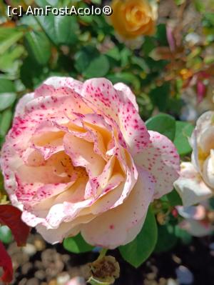 [P11] Trandafiri - superbi! » foto by tata123 🔱
 - 
<span class="allrVoted glyphicon glyphicon-heart hidden" id="av1331475"></span>
<a class="m-l-10 hidden" id="sv1331475" onclick="voting_Foto_DelVot(,1331475,3511)" role="button">șterge vot <span class="glyphicon glyphicon-remove"></span></a>
<a id="v91331475" class=" c-red"  onclick="voting_Foto_SetVot(1331475)" role="button"><span class="glyphicon glyphicon-heart-empty"></span> <b>LIKE</b> = Votează poza</a> <img class="hidden"  id="f1331475W9" src="/imagini/loader.gif" border="0" /><span class="AjErrMes hidden" id="e1331475ErM"></span>