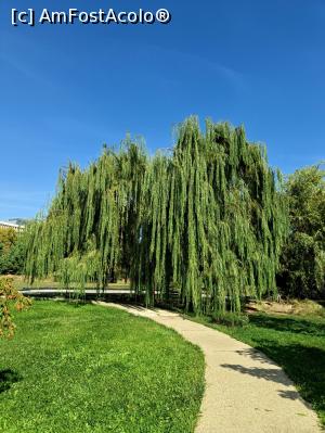 [P13] Salcia de pe malul lacului artificial. » foto by tata123 🔱
 - 
<span class="allrVoted glyphicon glyphicon-heart hidden" id="av1331477"></span>
<a class="m-l-10 hidden" id="sv1331477" onclick="voting_Foto_DelVot(,1331477,3511)" role="button">șterge vot <span class="glyphicon glyphicon-remove"></span></a>
<a id="v91331477" class=" c-red"  onclick="voting_Foto_SetVot(1331477)" role="button"><span class="glyphicon glyphicon-heart-empty"></span> <b>LIKE</b> = Votează poza</a> <img class="hidden"  id="f1331477W9" src="/imagini/loader.gif" border="0" /><span class="AjErrMes hidden" id="e1331477ErM"></span>