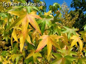 [P18] Toamna &bdquo;mușcă&rdquo; deja din verdele frunzelor la sf&acirc;rșit de septembrie. » foto by tata123 🔱
 - 
<span class="allrVoted glyphicon glyphicon-heart hidden" id="av1331482"></span>
<a class="m-l-10 hidden" id="sv1331482" onclick="voting_Foto_DelVot(,1331482,3511)" role="button">șterge vot <span class="glyphicon glyphicon-remove"></span></a>
<a id="v91331482" class=" c-red"  onclick="voting_Foto_SetVot(1331482)" role="button"><span class="glyphicon glyphicon-heart-empty"></span> <b>LIKE</b> = Votează poza</a> <img class="hidden"  id="f1331482W9" src="/imagini/loader.gif" border="0" /><span class="AjErrMes hidden" id="e1331482ErM"></span>