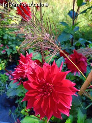 [P04] Felurite culori de dalii - temă teză de doctorat. » foto by tata123 🔱
 - 
<span class="allrVoted glyphicon glyphicon-heart hidden" id="av1331468"></span>
<a class="m-l-10 hidden" id="sv1331468" onclick="voting_Foto_DelVot(,1331468,3511)" role="button">șterge vot <span class="glyphicon glyphicon-remove"></span></a>
<a id="v91331468" class=" c-red"  onclick="voting_Foto_SetVot(1331468)" role="button"><span class="glyphicon glyphicon-heart-empty"></span> <b>LIKE</b> = Votează poza</a> <img class="hidden"  id="f1331468W9" src="/imagini/loader.gif" border="0" /><span class="AjErrMes hidden" id="e1331468ErM"></span>