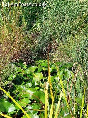 [P06] Micul lac cu nuferi. » foto by tata123 🔱
 - 
<span class="allrVoted glyphicon glyphicon-heart hidden" id="av1331470"></span>
<a class="m-l-10 hidden" id="sv1331470" onclick="voting_Foto_DelVot(,1331470,3511)" role="button">șterge vot <span class="glyphicon glyphicon-remove"></span></a>
<a id="v91331470" class=" c-red"  onclick="voting_Foto_SetVot(1331470)" role="button"><span class="glyphicon glyphicon-heart-empty"></span> <b>LIKE</b> = Votează poza</a> <img class="hidden"  id="f1331470W9" src="/imagini/loader.gif" border="0" /><span class="AjErrMes hidden" id="e1331470ErM"></span>