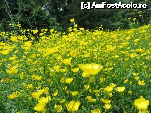 [P13] Câmp de flori.  » foto by tata123 🔱
 - 
<span class="allrVoted glyphicon glyphicon-heart hidden" id="av635806"></span>
<a class="m-l-10 hidden" id="sv635806" onclick="voting_Foto_DelVot(,635806,3511)" role="button">șterge vot <span class="glyphicon glyphicon-remove"></span></a>
<a id="v9635806" class=" c-red"  onclick="voting_Foto_SetVot(635806)" role="button"><span class="glyphicon glyphicon-heart-empty"></span> <b>LIKE</b> = Votează poza</a> <img class="hidden"  id="f635806W9" src="/imagini/loader.gif" border="0" /><span class="AjErrMes hidden" id="e635806ErM"></span>