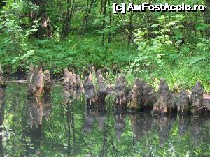 [P15] Peisaj lacustru.  » foto by tata123 🔱
 - 
<span class="allrVoted glyphicon glyphicon-heart hidden" id="av635808"></span>
<a class="m-l-10 hidden" id="sv635808" onclick="voting_Foto_DelVot(,635808,3511)" role="button">șterge vot <span class="glyphicon glyphicon-remove"></span></a>
<a id="v9635808" class=" c-red"  onclick="voting_Foto_SetVot(635808)" role="button"><span class="glyphicon glyphicon-heart-empty"></span> <b>LIKE</b> = Votează poza</a> <img class="hidden"  id="f635808W9" src="/imagini/loader.gif" border="0" /><span class="AjErrMes hidden" id="e635808ErM"></span>