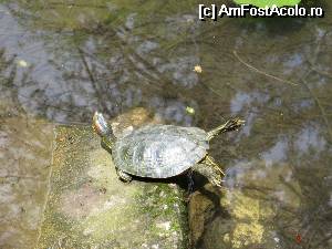 [P03] Ora de gimnastică a broscuţei » foto by tata123 🔱
 - 
<span class="allrVoted glyphicon glyphicon-heart hidden" id="av509390"></span>
<a class="m-l-10 hidden" id="sv509390" onclick="voting_Foto_DelVot(,509390,3511)" role="button">șterge vot <span class="glyphicon glyphicon-remove"></span></a>
<a id="v9509390" class=" c-red"  onclick="voting_Foto_SetVot(509390)" role="button"><span class="glyphicon glyphicon-heart-empty"></span> <b>LIKE</b> = Votează poza</a> <img class="hidden"  id="f509390W9" src="/imagini/loader.gif" border="0" /><span class="AjErrMes hidden" id="e509390ErM"></span>