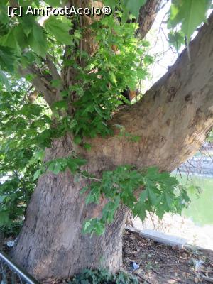 [P18] Copacul „antipoluare” de la Pod Cotroceni (din păcate pe partea cealaltă există o mare scorbură arsă).  » foto by tata123 🔱
 - 
<span class="allrVoted glyphicon glyphicon-heart hidden" id="av716182"></span>
<a class="m-l-10 hidden" id="sv716182" onclick="voting_Foto_DelVot(,716182,3511)" role="button">șterge vot <span class="glyphicon glyphicon-remove"></span></a>
<a id="v9716182" class=" c-red"  onclick="voting_Foto_SetVot(716182)" role="button"><span class="glyphicon glyphicon-heart-empty"></span> <b>LIKE</b> = Votează poza</a> <img class="hidden"  id="f716182W9" src="/imagini/loader.gif" border="0" /><span class="AjErrMes hidden" id="e716182ErM"></span>