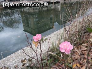 [P21] Flori pe apa Dâmboviței la sfârșit de noiembrie.  » foto by tata123 🔱
 - 
<span class="allrVoted glyphicon glyphicon-heart hidden" id="av716489"></span>
<a class="m-l-10 hidden" id="sv716489" onclick="voting_Foto_DelVot(,716489,3511)" role="button">șterge vot <span class="glyphicon glyphicon-remove"></span></a>
<a id="v9716489" class=" c-red"  onclick="voting_Foto_SetVot(716489)" role="button"><span class="glyphicon glyphicon-heart-empty"></span> <b>LIKE</b> = Votează poza</a> <img class="hidden"  id="f716489W9" src="/imagini/loader.gif" border="0" /><span class="AjErrMes hidden" id="e716489ErM"></span>