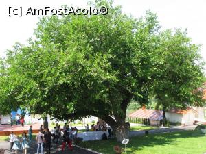 [P08] Dud secular în curtea conacului Golescu-Grant, sectorul 6, București.  » foto by tata123 🔱
 - 
<span class="allrVoted glyphicon glyphicon-heart hidden" id="av803532"></span>
<a class="m-l-10 hidden" id="sv803532" onclick="voting_Foto_DelVot(,803532,3511)" role="button">șterge vot <span class="glyphicon glyphicon-remove"></span></a>
<a id="v9803532" class=" c-red"  onclick="voting_Foto_SetVot(803532)" role="button"><span class="glyphicon glyphicon-heart-empty"></span> <b>LIKE</b> = Votează poza</a> <img class="hidden"  id="f803532W9" src="/imagini/loader.gif" border="0" /><span class="AjErrMes hidden" id="e803532ErM"></span>