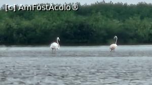 [P19] pelicanii migratori » foto by robert
 - 
<span class="allrVoted glyphicon glyphicon-heart hidden" id="av1505552"></span>
<a class="m-l-10 hidden" id="sv1505552" onclick="voting_Foto_DelVot(,1505552,3514)" role="button">șterge vot <span class="glyphicon glyphicon-remove"></span></a>
<a id="v91505552" class=" c-red"  onclick="voting_Foto_SetVot(1505552)" role="button"><span class="glyphicon glyphicon-heart-empty"></span> <b>LIKE</b> = Votează poza</a> <img class="hidden"  id="f1505552W9" src="/imagini/loader.gif" border="0" /><span class="AjErrMes hidden" id="e1505552ErM"></span>