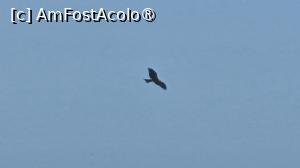 [P29] șoimii veghează » foto by robert
 - 
<span class="allrVoted glyphicon glyphicon-heart hidden" id="av1505562"></span>
<a class="m-l-10 hidden" id="sv1505562" onclick="voting_Foto_DelVot(,1505562,3514)" role="button">șterge vot <span class="glyphicon glyphicon-remove"></span></a>
<a id="v91505562" class=" c-red"  onclick="voting_Foto_SetVot(1505562)" role="button"><span class="glyphicon glyphicon-heart-empty"></span> <b>LIKE</b> = Votează poza</a> <img class="hidden"  id="f1505562W9" src="/imagini/loader.gif" border="0" /><span class="AjErrMes hidden" id="e1505562ErM"></span>