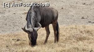 P30 [OCT-2021] antilopa gnu