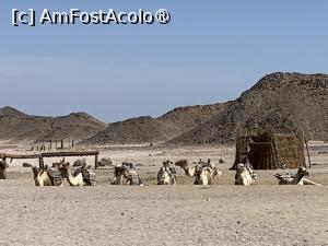 [P27] Parcare de cămile » foto by AZE
 - 
<span class="allrVoted glyphicon glyphicon-heart hidden" id="av1416922"></span>
<a class="m-l-10 hidden" id="sv1416922" onclick="voting_Foto_DelVot(,1416922,3529)" role="button">șterge vot <span class="glyphicon glyphicon-remove"></span></a>
<a id="v91416922" class=" c-red"  onclick="voting_Foto_SetVot(1416922)" role="button"><span class="glyphicon glyphicon-heart-empty"></span> <b>LIKE</b> = Votează poza</a> <img class="hidden"  id="f1416922W9" src="/imagini/loader.gif" border="0" /><span class="AjErrMes hidden" id="e1416922ErM"></span>