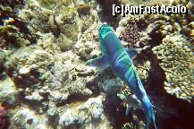 [P27] Poza facuta de mine cu aparat foto subacvatic. » foto by presario
 - 
<span class="allrVoted glyphicon glyphicon-heart hidden" id="av136178"></span>
<a class="m-l-10 hidden" id="sv136178" onclick="voting_Foto_DelVot(,136178,3529)" role="button">șterge vot <span class="glyphicon glyphicon-remove"></span></a>
<a id="v9136178" class=" c-red"  onclick="voting_Foto_SetVot(136178)" role="button"><span class="glyphicon glyphicon-heart-empty"></span> <b>LIKE</b> = Votează poza</a> <img class="hidden"  id="f136178W9" src="/imagini/loader.gif" border="0" /><span class="AjErrMes hidden" id="e136178ErM"></span>