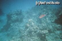 [P28] Poza facuta de mine cu aparat foto subacvatic. » foto by presario
 - 
<span class="allrVoted glyphicon glyphicon-heart hidden" id="av136181"></span>
<a class="m-l-10 hidden" id="sv136181" onclick="voting_Foto_DelVot(,136181,3529)" role="button">șterge vot <span class="glyphicon glyphicon-remove"></span></a>
<a id="v9136181" class=" c-red"  onclick="voting_Foto_SetVot(136181)" role="button"><span class="glyphicon glyphicon-heart-empty"></span> <b>LIKE</b> = Votează poza</a> <img class="hidden"  id="f136181W9" src="/imagini/loader.gif" border="0" /><span class="AjErrMes hidden" id="e136181ErM"></span>