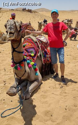 [P06] Alături de dromaderul Casablanca. Este foarte fotogenic. » foto by ovidiuyepi
 - 
<span class="allrVoted glyphicon glyphicon-heart hidden" id="av1365361"></span>
<a class="m-l-10 hidden" id="sv1365361" onclick="voting_Foto_DelVot(,1365361,3529)" role="button">șterge vot <span class="glyphicon glyphicon-remove"></span></a>
<a id="v91365361" class=" c-red"  onclick="voting_Foto_SetVot(1365361)" role="button"><span class="glyphicon glyphicon-heart-empty"></span> <b>LIKE</b> = Votează poza</a> <img class="hidden"  id="f1365361W9" src="/imagini/loader.gif" border="0" /><span class="AjErrMes hidden" id="e1365361ErM"></span>
