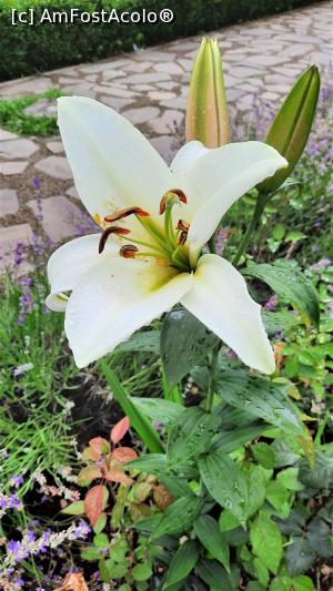 [P12] Crini imperiali pe aleea către mănăstire » foto by BOGDAN DSN
 - 
<span class="allrVoted glyphicon glyphicon-heart hidden" id="av1191766"></span>
<a class="m-l-10 hidden" id="sv1191766" onclick="voting_Foto_DelVot(,1191766,3541)" role="button">șterge vot <span class="glyphicon glyphicon-remove"></span></a>
<a id="v91191766" class=" c-red"  onclick="voting_Foto_SetVot(1191766)" role="button"><span class="glyphicon glyphicon-heart-empty"></span> <b>LIKE</b> = Votează poza</a> <img class="hidden"  id="f1191766W9" src="/imagini/loader.gif" border="0" /><span class="AjErrMes hidden" id="e1191766ErM"></span>
