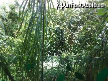 [P14] Pentru moment te simti ca si intr-o jungla... » foto by Alina Morar
 - 
<span class="allrVoted glyphicon glyphicon-heart hidden" id="av151507"></span>
<a class="m-l-10 hidden" id="sv151507" onclick="voting_Foto_DelVot(,151507,3569)" role="button">șterge vot <span class="glyphicon glyphicon-remove"></span></a>
<a id="v9151507" class=" c-red"  onclick="voting_Foto_SetVot(151507)" role="button"><span class="glyphicon glyphicon-heart-empty"></span> <b>LIKE</b> = Votează poza</a> <img class="hidden"  id="f151507W9" src="/imagini/loader.gif" border="0" /><span class="AjErrMes hidden" id="e151507ErM"></span>
