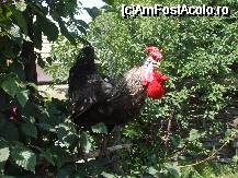 [P32] ...'punguta cu 2 bani'... » foto by trandafir 1970*
 - 
<span class="allrVoted glyphicon glyphicon-heart hidden" id="av32075"></span>
<a class="m-l-10 hidden" id="sv32075" onclick="voting_Foto_DelVot(,32075,3571)" role="button">șterge vot <span class="glyphicon glyphicon-remove"></span></a>
<a id="v932075" class=" c-red"  onclick="voting_Foto_SetVot(32075)" role="button"><span class="glyphicon glyphicon-heart-empty"></span> <b>LIKE</b> = Votează poza</a> <img class="hidden"  id="f32075W9" src="/imagini/loader.gif" border="0" /><span class="AjErrMes hidden" id="e32075ErM"></span>