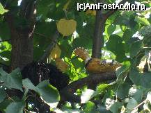 [P33] ...'pupaza din tei'... » foto by trandafir 1970*
 - 
<span class="allrVoted glyphicon glyphicon-heart hidden" id="av32076"></span>
<a class="m-l-10 hidden" id="sv32076" onclick="voting_Foto_DelVot(,32076,3571)" role="button">șterge vot <span class="glyphicon glyphicon-remove"></span></a>
<a id="v932076" class=" c-red"  onclick="voting_Foto_SetVot(32076)" role="button"><span class="glyphicon glyphicon-heart-empty"></span> <b>LIKE</b> = Votează poza</a> <img class="hidden"  id="f32076W9" src="/imagini/loader.gif" border="0" /><span class="AjErrMes hidden" id="e32076ErM"></span>