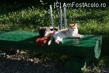 [P03] Actualii locatari . » foto by cronung
 - 
<span class="allrVoted glyphicon glyphicon-heart hidden" id="av22024"></span>
<a class="m-l-10 hidden" id="sv22024" onclick="voting_Foto_DelVot(,22024,3571)" role="button">șterge vot <span class="glyphicon glyphicon-remove"></span></a>
<a id="v922024" class=" c-red"  onclick="voting_Foto_SetVot(22024)" role="button"><span class="glyphicon glyphicon-heart-empty"></span> <b>LIKE</b> = Votează poza</a> <img class="hidden"  id="f22024W9" src="/imagini/loader.gif" border="0" /><span class="AjErrMes hidden" id="e22024ErM"></span>