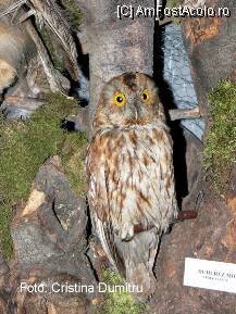 [P14] Muzeul de Stiinte Naturale de la Valenii de Munte » foto by cristinadumitru*
 - 
<span class="allrVoted glyphicon glyphicon-heart hidden" id="av22507"></span>
<a class="m-l-10 hidden" id="sv22507" onclick="voting_Foto_DelVot(,22507,3607)" role="button">șterge vot <span class="glyphicon glyphicon-remove"></span></a>
<a id="v922507" class=" c-red"  onclick="voting_Foto_SetVot(22507)" role="button"><span class="glyphicon glyphicon-heart-empty"></span> <b>LIKE</b> = Votează poza</a> <img class="hidden"  id="f22507W9" src="/imagini/loader.gif" border="0" /><span class="AjErrMes hidden" id="e22507ErM"></span>