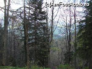 [P30] La plecare aruncăm câte o privire printre copaci, în depărtare.  » foto by Floryn81
 - 
<span class="allrVoted glyphicon glyphicon-heart hidden" id="av647535"></span>
<a class="m-l-10 hidden" id="sv647535" onclick="voting_Foto_DelVot(,647535,3677)" role="button">șterge vot <span class="glyphicon glyphicon-remove"></span></a>
<a id="v9647535" class=" c-red"  onclick="voting_Foto_SetVot(647535)" role="button"><span class="glyphicon glyphicon-heart-empty"></span> <b>LIKE</b> = Votează poza</a> <img class="hidden"  id="f647535W9" src="/imagini/loader.gif" border="0" /><span class="AjErrMes hidden" id="e647535ErM"></span>
