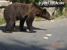 [P32] niste turisti ii aruncasera cateva felii de paine » foto by geany_m
 - 
<span class="allrVoted glyphicon glyphicon-heart hidden" id="av127819"></span>
<a class="m-l-10 hidden" id="sv127819" onclick="voting_Foto_DelVot(,127819,3677)" role="button">șterge vot <span class="glyphicon glyphicon-remove"></span></a>
<a id="v9127819" class=" c-red"  onclick="voting_Foto_SetVot(127819)" role="button"><span class="glyphicon glyphicon-heart-empty"></span> <b>LIKE</b> = Votează poza</a> <img class="hidden"  id="f127819W9" src="/imagini/loader.gif" border="0" /><span class="AjErrMes hidden" id="e127819ErM"></span>