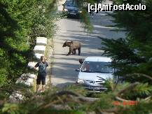 [P34] era vedeta zonei » foto by geany_m
 - 
<span class="allrVoted glyphicon glyphicon-heart hidden" id="av127821"></span>
<a class="m-l-10 hidden" id="sv127821" onclick="voting_Foto_DelVot(,127821,3677)" role="button">șterge vot <span class="glyphicon glyphicon-remove"></span></a>
<a id="v9127821" class=" c-red"  onclick="voting_Foto_SetVot(127821)" role="button"><span class="glyphicon glyphicon-heart-empty"></span> <b>LIKE</b> = Votează poza</a> <img class="hidden"  id="f127821W9" src="/imagini/loader.gif" border="0" /><span class="AjErrMes hidden" id="e127821ErM"></span>