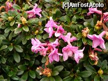 [P24] Flori frumoase la Cota 2000 Sinaia » foto by ascent
 - 
<span class="allrVoted glyphicon glyphicon-heart hidden" id="av158730"></span>
<a class="m-l-10 hidden" id="sv158730" onclick="voting_Foto_DelVot(,158730,3677)" role="button">șterge vot <span class="glyphicon glyphicon-remove"></span></a>
<a id="v9158730" class=" c-red"  onclick="voting_Foto_SetVot(158730)" role="button"><span class="glyphicon glyphicon-heart-empty"></span> <b>LIKE</b> = Votează poza</a> <img class="hidden"  id="f158730W9" src="/imagini/loader.gif" border="0" /><span class="AjErrMes hidden" id="e158730ErM"></span>