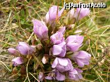 [P25] Cota 2000, Sinaia - seamana cu niste branduse » foto by ascent
 - 
<span class="allrVoted glyphicon glyphicon-heart hidden" id="av158731"></span>
<a class="m-l-10 hidden" id="sv158731" onclick="voting_Foto_DelVot(,158731,3677)" role="button">șterge vot <span class="glyphicon glyphicon-remove"></span></a>
<a id="v9158731" class=" c-red"  onclick="voting_Foto_SetVot(158731)" role="button"><span class="glyphicon glyphicon-heart-empty"></span> <b>LIKE</b> = Votează poza</a> <img class="hidden"  id="f158731W9" src="/imagini/loader.gif" border="0" /><span class="AjErrMes hidden" id="e158731ErM"></span>