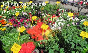 [P31] Flori din targ » foto by Radu Tudoran
 - 
<span class="allrVoted glyphicon glyphicon-heart hidden" id="av759719"></span>
<a class="m-l-10 hidden" id="sv759719" onclick="voting_Foto_DelVot(,759719,3721)" role="button">șterge vot <span class="glyphicon glyphicon-remove"></span></a>
<a id="v9759719" class=" c-red"  onclick="voting_Foto_SetVot(759719)" role="button"><span class="glyphicon glyphicon-heart-empty"></span> <b>LIKE</b> = Votează poza</a> <img class="hidden"  id="f759719W9" src="/imagini/loader.gif" border="0" /><span class="AjErrMes hidden" id="e759719ErM"></span>