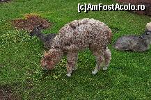 [P03] Un pui de alpaca la masa , impreuna cu doi pui de caprioara.Acestia nu erau in cusca , fiind lasati liberi. » foto by Arinuca
 - 
<span class="allrVoted glyphicon glyphicon-heart hidden" id="av293170"></span>
<a class="m-l-10 hidden" id="sv293170" onclick="voting_Foto_DelVot(,293170,3739)" role="button">șterge vot <span class="glyphicon glyphicon-remove"></span></a>
<a id="v9293170" class=" c-red"  onclick="voting_Foto_SetVot(293170)" role="button"><span class="glyphicon glyphicon-heart-empty"></span> <b>LIKE</b> = Votează poza</a> <img class="hidden"  id="f293170W9" src="/imagini/loader.gif" border="0" /><span class="AjErrMes hidden" id="e293170ErM"></span>
