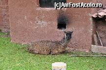 [P05] O alpaca adult, la odihna » foto by Arinuca
 - 
<span class="allrVoted glyphicon glyphicon-heart hidden" id="av293178"></span>
<a class="m-l-10 hidden" id="sv293178" onclick="voting_Foto_DelVot(,293178,3739)" role="button">șterge vot <span class="glyphicon glyphicon-remove"></span></a>
<a id="v9293178" class=" c-red"  onclick="voting_Foto_SetVot(293178)" role="button"><span class="glyphicon glyphicon-heart-empty"></span> <b>LIKE</b> = Votează poza</a> <img class="hidden"  id="f293178W9" src="/imagini/loader.gif" border="0" /><span class="AjErrMes hidden" id="e293178ErM"></span>