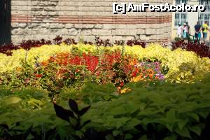 [P28] Flori în apropierea bisericii Hristos Pantocrator.  » foto by le_maitre
 - 
<span class="allrVoted glyphicon glyphicon-heart hidden" id="av483535"></span>
<a class="m-l-10 hidden" id="sv483535" onclick="voting_Foto_DelVot(,483535,3774)" role="button">șterge vot <span class="glyphicon glyphicon-remove"></span></a>
<a id="v9483535" class=" c-red"  onclick="voting_Foto_SetVot(483535)" role="button"><span class="glyphicon glyphicon-heart-empty"></span> <b>LIKE</b> = Votează poza</a> <img class="hidden"  id="f483535W9" src="/imagini/loader.gif" border="0" /><span class="AjErrMes hidden" id="e483535ErM"></span>