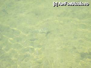 [P29] unul din pestisorii zariti in apa foarte limpede » foto by ile07
 - 
<span class="allrVoted glyphicon glyphicon-heart hidden" id="av457280"></span>
<a class="m-l-10 hidden" id="sv457280" onclick="voting_Foto_DelVot(,457280,3774)" role="button">șterge vot <span class="glyphicon glyphicon-remove"></span></a>
<a id="v9457280" class=" c-red"  onclick="voting_Foto_SetVot(457280)" role="button"><span class="glyphicon glyphicon-heart-empty"></span> <b>LIKE</b> = Votează poza</a> <img class="hidden"  id="f457280W9" src="/imagini/loader.gif" border="0" /><span class="AjErrMes hidden" id="e457280ErM"></span>