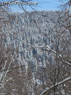 [P07] Peisaj hibernal pe versanți.  » foto by tata123 🔱
 - 
<span class="allrVoted glyphicon glyphicon-heart hidden" id="av838920"></span>
<a class="m-l-10 hidden" id="sv838920" onclick="voting_Foto_DelVot(,838920,3798)" role="button">șterge vot <span class="glyphicon glyphicon-remove"></span></a>
<a id="v9838920" class=" c-red"  onclick="voting_Foto_SetVot(838920)" role="button"><span class="glyphicon glyphicon-heart-empty"></span> <b>LIKE</b> = Votează poza</a> <img class="hidden"  id="f838920W9" src="/imagini/loader.gif" border="0" /><span class="AjErrMes hidden" id="e838920ErM"></span>