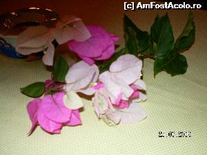 [P44] Bougainvillea (floarea de hârtie) de Marmaris!  » foto by irinad
 - 
<span class="allrVoted glyphicon glyphicon-heart hidden" id="av614094"></span>
<a class="m-l-10 hidden" id="sv614094" onclick="voting_Foto_DelVot(,614094,3806)" role="button">șterge vot <span class="glyphicon glyphicon-remove"></span></a>
<a id="v9614094" class=" c-red"  onclick="voting_Foto_SetVot(614094)" role="button"><span class="glyphicon glyphicon-heart-empty"></span> <b>LIKE</b> = Votează poza</a> <img class="hidden"  id="f614094W9" src="/imagini/loader.gif" border="0" /><span class="AjErrMes hidden" id="e614094ErM"></span>