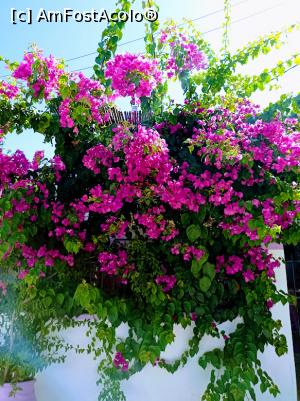 [P08] Flori de bouganvillea înfrumusețează fațada clădirii. » foto by Rodel
 - 
<span class="allrVoted glyphicon glyphicon-heart hidden" id="av1338612"></span>
<a class="m-l-10 hidden" id="sv1338612" onclick="voting_Foto_DelVot(,1338612,3807)" role="button">șterge vot <span class="glyphicon glyphicon-remove"></span></a>
<a id="v91338612" class=" c-red"  onclick="voting_Foto_SetVot(1338612)" role="button"><span class="glyphicon glyphicon-heart-empty"></span> <b>LIKE</b> = Votează poza</a> <img class="hidden"  id="f1338612W9" src="/imagini/loader.gif" border="0" /><span class="AjErrMes hidden" id="e1338612ErM"></span>