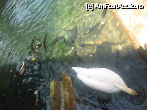 [P08] Pana sa ajunga mancarea la pastravi, lebedele 'rad tot' » foto by dorgo
 - 
<span class="allrVoted glyphicon glyphicon-heart hidden" id="av453561"></span>
<a class="m-l-10 hidden" id="sv453561" onclick="voting_Foto_DelVot(,453561,3827)" role="button">șterge vot <span class="glyphicon glyphicon-remove"></span></a>
<a id="v9453561" class=" c-red"  onclick="voting_Foto_SetVot(453561)" role="button"><span class="glyphicon glyphicon-heart-empty"></span> <b>LIKE</b> = Votează poza</a> <img class="hidden"  id="f453561W9" src="/imagini/loader.gif" border="0" /><span class="AjErrMes hidden" id="e453561ErM"></span>