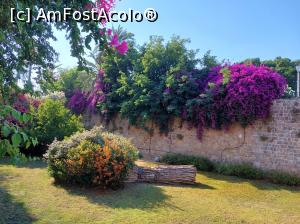 [P04] Rhodos Town, o capitală a florilor în luna iunie! » foto by maryka
 - 
<span class="allrVoted glyphicon glyphicon-heart hidden" id="av1306087"></span>
<a class="m-l-10 hidden" id="sv1306087" onclick="voting_Foto_DelVot(,1306087,3837)" role="button">șterge vot <span class="glyphicon glyphicon-remove"></span></a>
<a id="v91306087" class=" c-red"  onclick="voting_Foto_SetVot(1306087)" role="button"><span class="glyphicon glyphicon-heart-empty"></span> <b>LIKE</b> = Votează poza</a> <img class="hidden"  id="f1306087W9" src="/imagini/loader.gif" border="0" /><span class="AjErrMes hidden" id="e1306087ErM"></span>