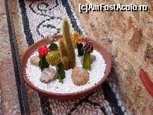 [P17] Aranjament cu cactusi pe o straduta din Lindos - remarcati si mozaicul de pietre pe care este asezat » foto by BOGDAN DSN
 - 
<span class="allrVoted glyphicon glyphicon-heart hidden" id="av131785"></span>
<a class="m-l-10 hidden" id="sv131785" onclick="voting_Foto_DelVot(,131785,3837)" role="button">șterge vot <span class="glyphicon glyphicon-remove"></span></a>
<a id="v9131785" class=" c-red"  onclick="voting_Foto_SetVot(131785)" role="button"><span class="glyphicon glyphicon-heart-empty"></span> <b>LIKE</b> = Votează poza</a> <img class="hidden"  id="f131785W9" src="/imagini/loader.gif" border="0" /><span class="AjErrMes hidden" id="e131785ErM"></span>