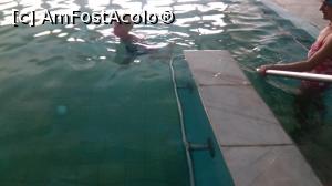 [P08] Daniel in piscina » foto by Marcumandru
 - 
<span class="allrVoted glyphicon glyphicon-heart hidden" id="av971285"></span>
<a class="m-l-10 hidden" id="sv971285" onclick="voting_Foto_DelVot(,971285,3841)" role="button">șterge vot <span class="glyphicon glyphicon-remove"></span></a>
<a id="v9971285" class=" c-red"  onclick="voting_Foto_SetVot(971285)" role="button"><span class="glyphicon glyphicon-heart-empty"></span> <b>LIKE</b> = Votează poza</a> <img class="hidden"  id="f971285W9" src="/imagini/loader.gif" border="0" /><span class="AjErrMes hidden" id="e971285ErM"></span>