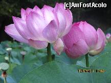 [P35] iata si minunile roz !!! lotusii . » foto by a.sr*
 - 
<span class="allrVoted glyphicon glyphicon-heart hidden" id="av256298"></span>
<a class="m-l-10 hidden" id="sv256298" onclick="voting_Foto_DelVot(,256298,3846)" role="button">șterge vot <span class="glyphicon glyphicon-remove"></span></a>
<a id="v9256298" class=" c-red"  onclick="voting_Foto_SetVot(256298)" role="button"><span class="glyphicon glyphicon-heart-empty"></span> <b>LIKE</b> = Votează poza</a> <img class="hidden"  id="f256298W9" src="/imagini/loader.gif" border="0" /><span class="AjErrMes hidden" id="e256298ErM"></span>