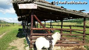 [P04] Baza hipica Il Cavallino - Baile Felix » foto by Chloe
 - 
<span class="allrVoted glyphicon glyphicon-heart hidden" id="av630079"></span>
<a class="m-l-10 hidden" id="sv630079" onclick="voting_Foto_DelVot(,630079,3846)" role="button">șterge vot <span class="glyphicon glyphicon-remove"></span></a>
<a id="v9630079" class=" c-red"  onclick="voting_Foto_SetVot(630079)" role="button"><span class="glyphicon glyphicon-heart-empty"></span> <b>LIKE</b> = Votează poza</a> <img class="hidden"  id="f630079W9" src="/imagini/loader.gif" border="0" /><span class="AjErrMes hidden" id="e630079ErM"></span>