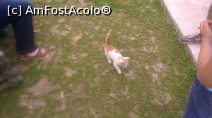 [P10] felina cea mică a fost prima care ne-a întâmpinat » foto by zlatna
 - 
<span class="allrVoted glyphicon glyphicon-heart hidden" id="av868180"></span>
<a class="m-l-10 hidden" id="sv868180" onclick="voting_Foto_DelVot(,868180,3860)" role="button">șterge vot <span class="glyphicon glyphicon-remove"></span></a>
<a id="v9868180" class=" c-red"  onclick="voting_Foto_SetVot(868180)" role="button"><span class="glyphicon glyphicon-heart-empty"></span> <b>LIKE</b> = Votează poza</a> <img class="hidden"  id="f868180W9" src="/imagini/loader.gif" border="0" /><span class="AjErrMes hidden" id="e868180ErM"></span>