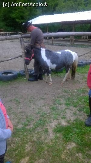 [P15] a apărut Sofia, poneiul clubului » foto by zlatna
 - 
<span class="allrVoted glyphicon glyphicon-heart hidden" id="av868194"></span>
<a class="m-l-10 hidden" id="sv868194" onclick="voting_Foto_DelVot(,868194,3860)" role="button">șterge vot <span class="glyphicon glyphicon-remove"></span></a>
<a id="v9868194" class=" c-red"  onclick="voting_Foto_SetVot(868194)" role="button"><span class="glyphicon glyphicon-heart-empty"></span> <b>LIKE</b> = Votează poza</a> <img class="hidden"  id="f868194W9" src="/imagini/loader.gif" border="0" /><span class="AjErrMes hidden" id="e868194ErM"></span>