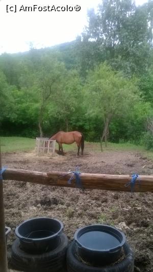 [P03] unul din caii clubului stă la păscut » foto by zlatna
 - 
<span class="allrVoted glyphicon glyphicon-heart hidden" id="av868167"></span>
<a class="m-l-10 hidden" id="sv868167" onclick="voting_Foto_DelVot(,868167,3860)" role="button">șterge vot <span class="glyphicon glyphicon-remove"></span></a>
<a id="v9868167" class=" c-red"  onclick="voting_Foto_SetVot(868167)" role="button"><span class="glyphicon glyphicon-heart-empty"></span> <b>LIKE</b> = Votează poza</a> <img class="hidden"  id="f868167W9" src="/imagini/loader.gif" border="0" /><span class="AjErrMes hidden" id="e868167ErM"></span>